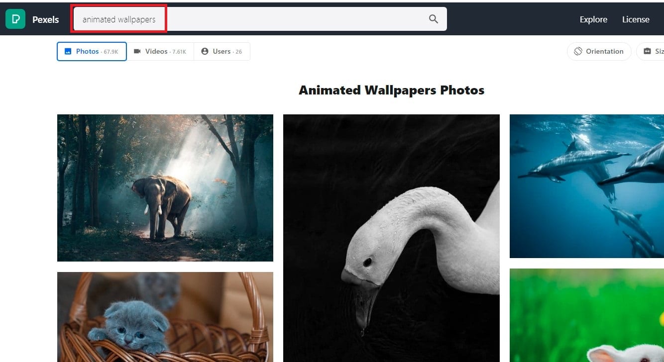Searching animated wallpapers on Pexels